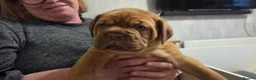 Dogue De Bordeaux dogs for sale: Dogue Du Bordeaux Puppies for Sale - Advert 4