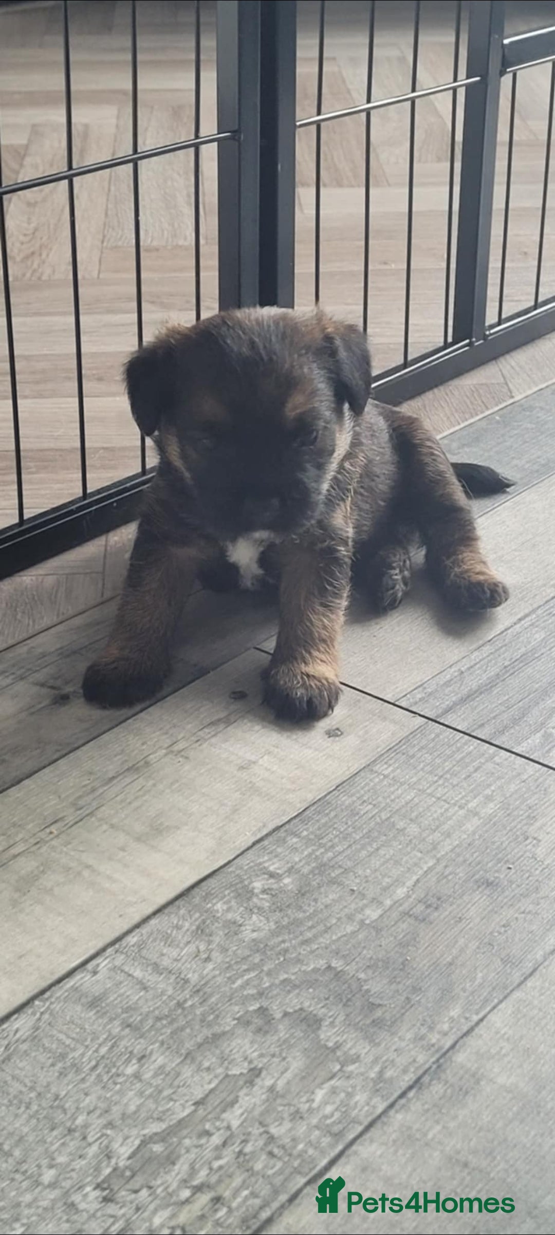 Border Terrier dogs for sale: Border Terrier Pups - Image 5