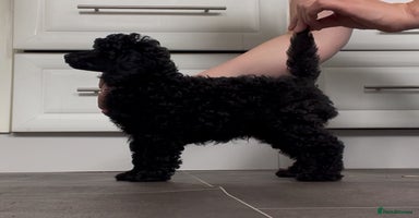 Miniature Poodle dogs - Advert 12