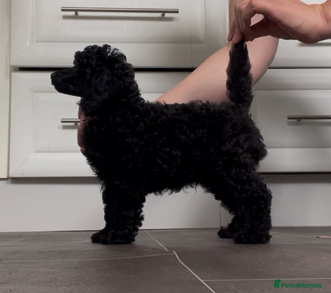 Miniature Poodle dogs for sale: 🌟SHOW QUALITY🌟 Mini Poodle Puppies  - Image 2
