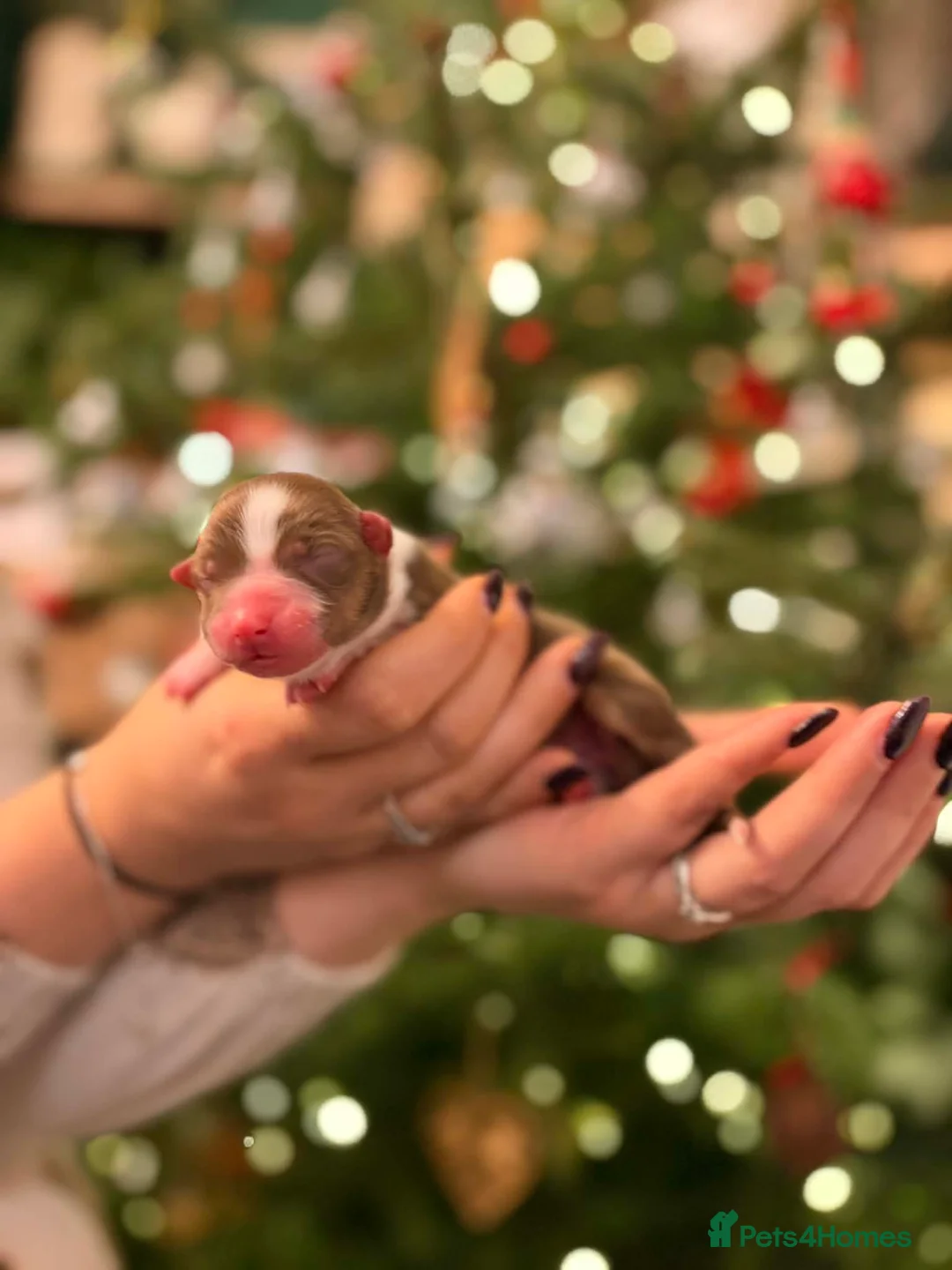 Australian Shepherd dogs for stud: KcReg Italian imp Australian shepherd Stud - Advert 7