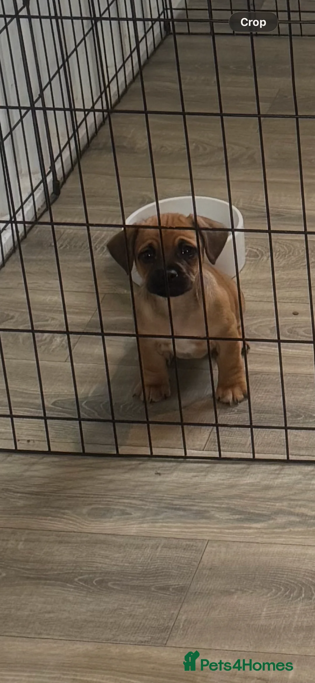 Puggle dogs for sale: Puggle Puppy - Advert 2