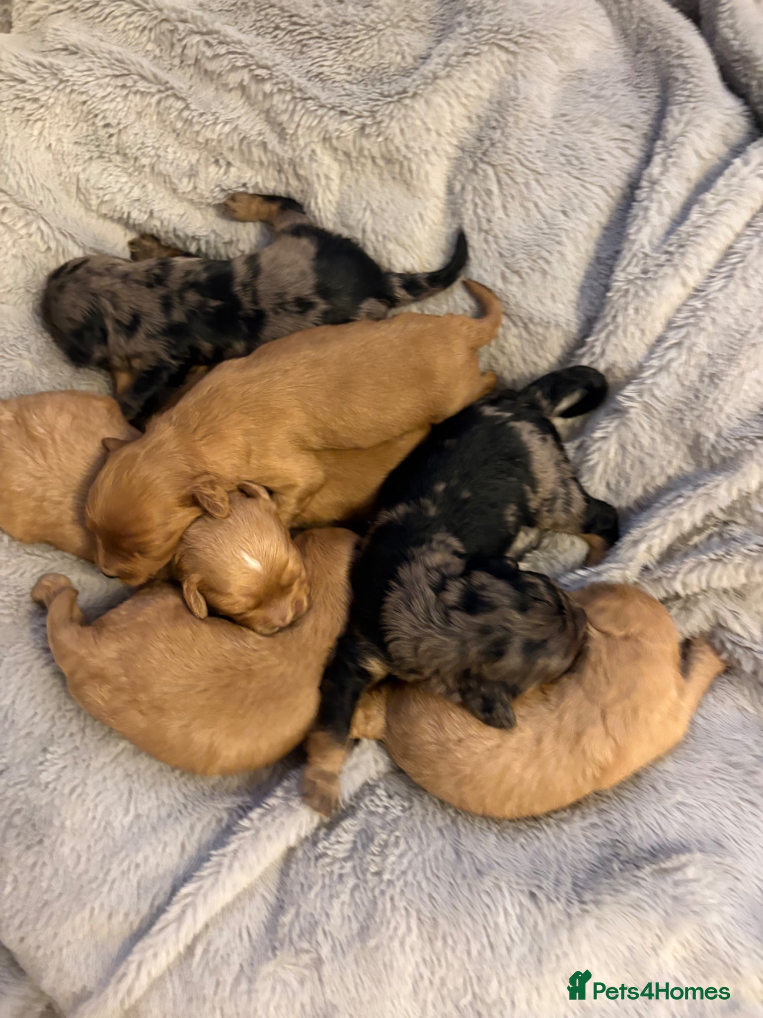 Cavapoo dogs ⭐ F1 Health tested Cavapoos⭐ - Advert 11