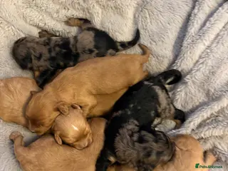 Cavapoo dogs ⭐ F1 Health tested Cavapoos⭐ - Advert 9