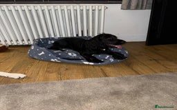 Cocker Spaniel dogs for sale: Tobi is after a loving home  - Image 2