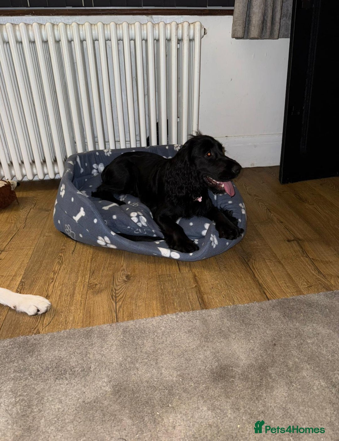 Cocker Spaniel dogs for sale: Tobi is after a loving home  - Image 2