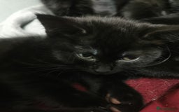 Mixed Breed cats for sale: Kittens for sale - Image 11
