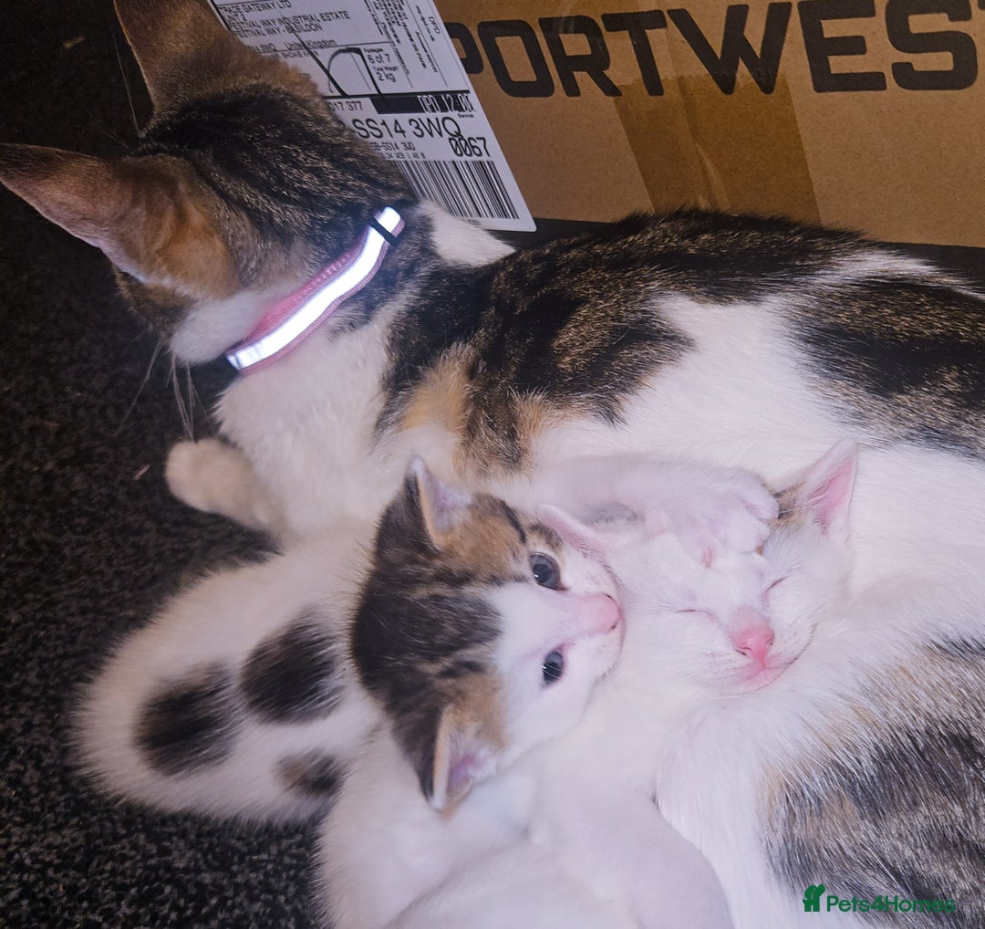 Mixed Breed cats for sale: mixed babies for sale  - Advert 10
