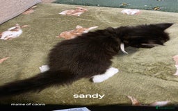 Maine Coon cats for sale: Maine coon kittens - Image 18