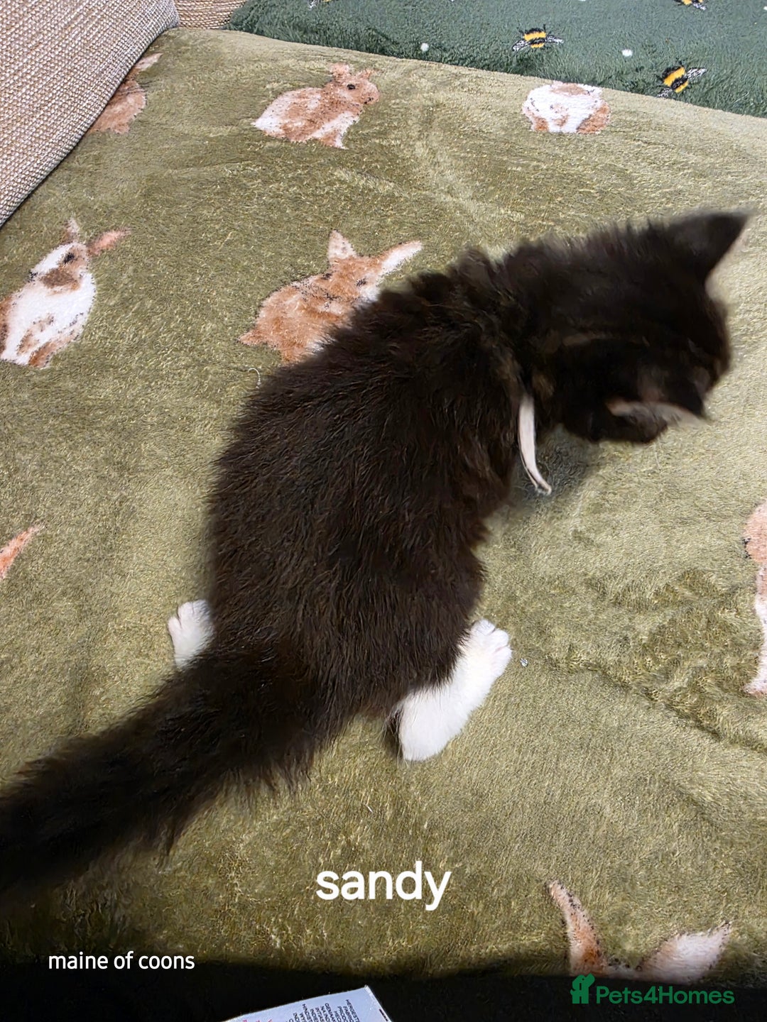 Maine Coon cats for sale: Maine coon kittens - Image 18