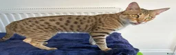 Savannah cats for sale: Beautiful Golden Savannah Girl Scampi - Advert 8