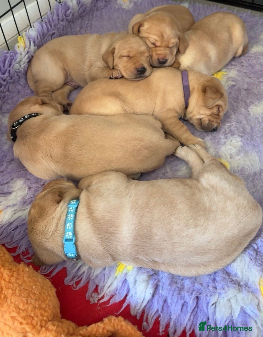 Labrador Retriever dogs for sale: KC Labrador puppies yellow / Red  - Advert 13