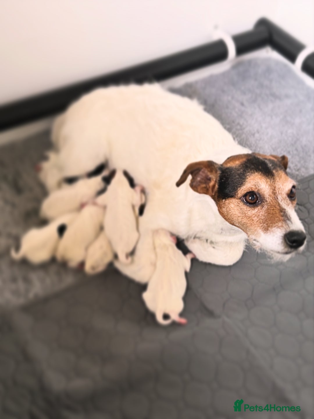 Parson Russell dogs for sale: Parsons Russell Puppies - Advert 8