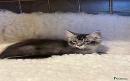 Maine Coon cats for sale: 3 Stunning Maine Coon Boys Ready To Go Now!!! - Image 4