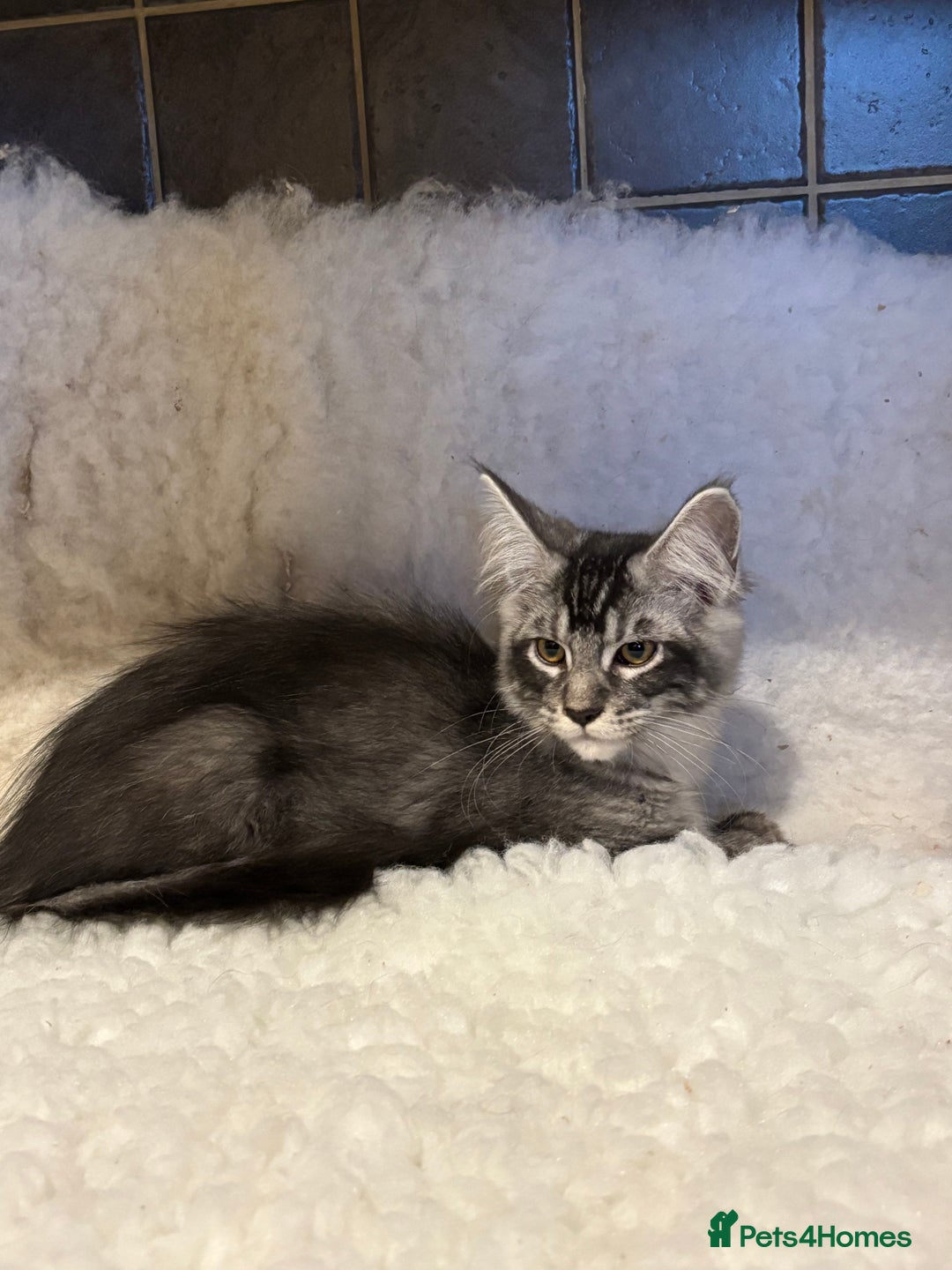 Maine Coon cats for sale: 3 Stunning Maine Coon Boys Ready To Go Now!!! - Image 4
