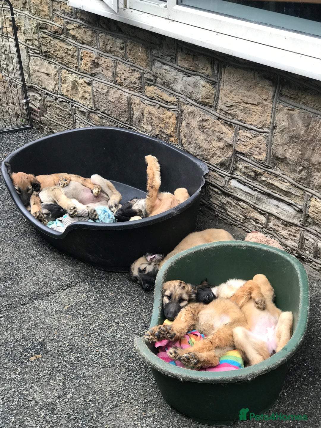 Afghan Hound dogs for sale: Afghan Hound Litter  - Image 11