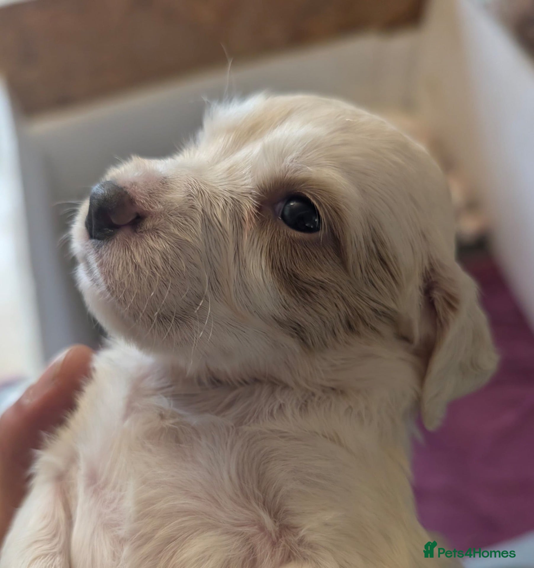 English Setter dogs Field type English Setters - Advert 1