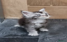Maine Coon cats for sale: Pedigree GCCF Maine Coon Kittens for sale  - Image 15