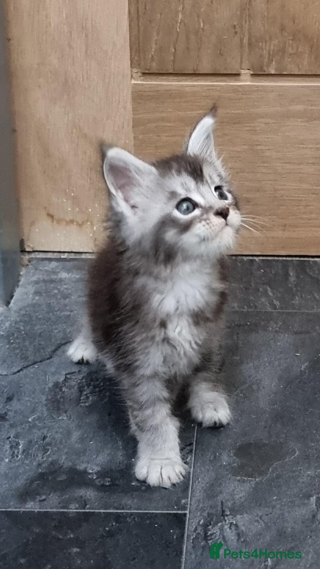 Maine Coon cats for sale: Pedigree GCCF Maine Coon Kittens for sale  - Image 15