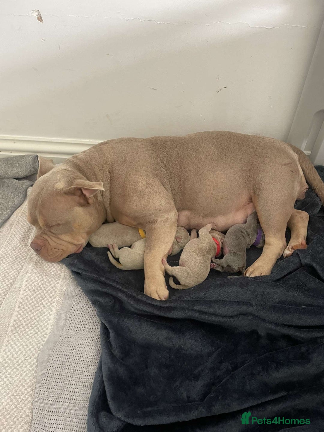 American Bully dogs for sale: REBULA X MC MERLIN POCKET BULLYS PUPS - Image 11