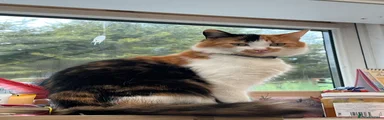 Mixed Breed calico female cat