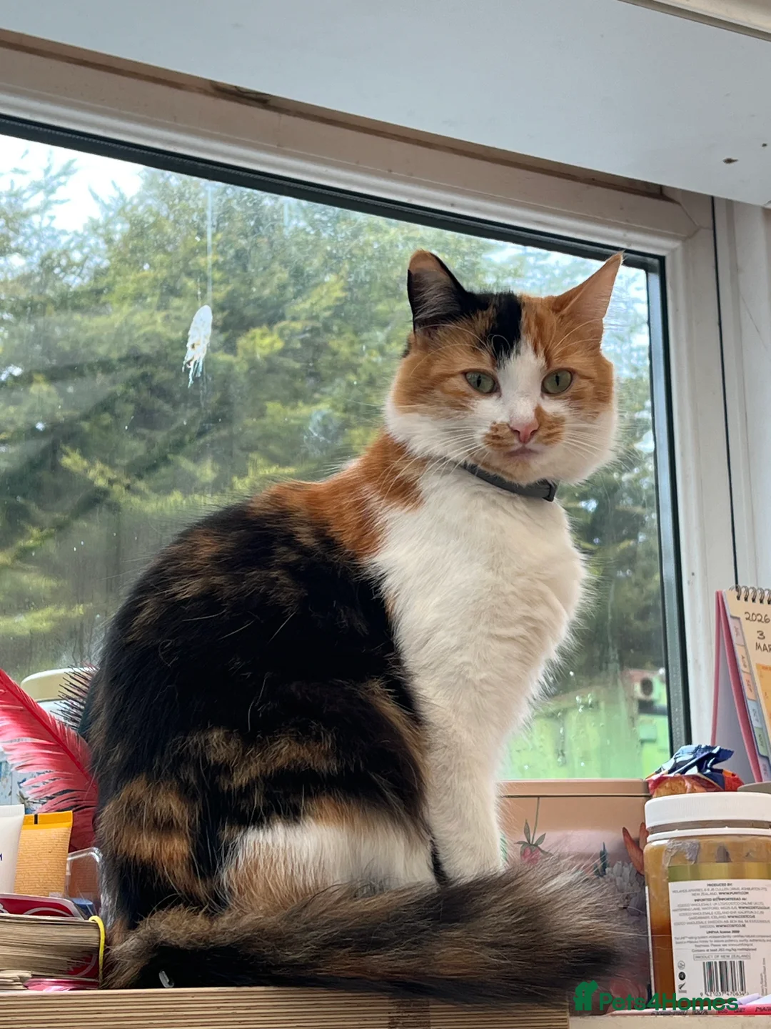 Mixed Breed cats for sale: Patchwork Princess - Advert 2