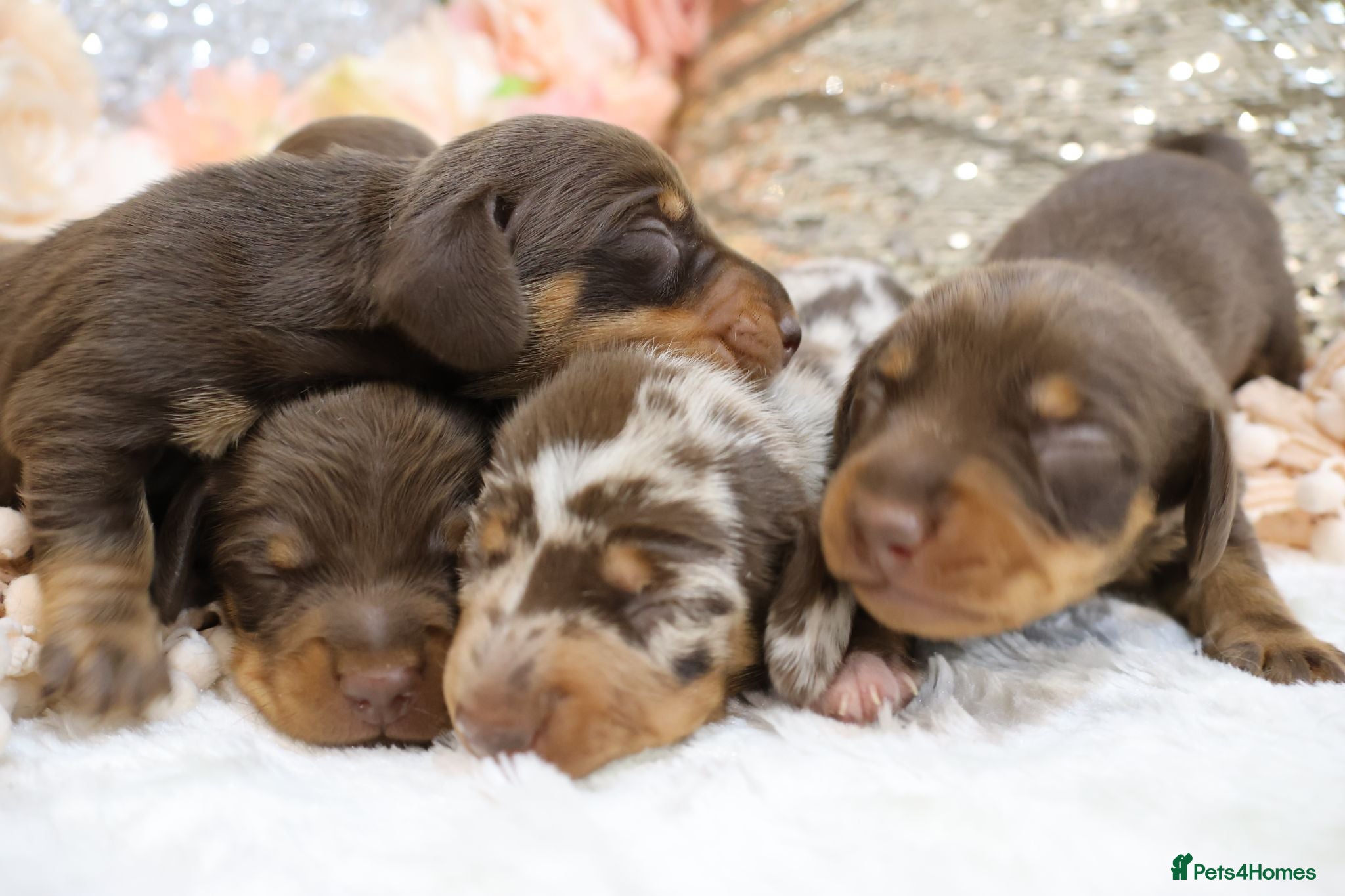 Miniature Dachshund dogs KC Miniature Dachshund Puppies - Advert 2