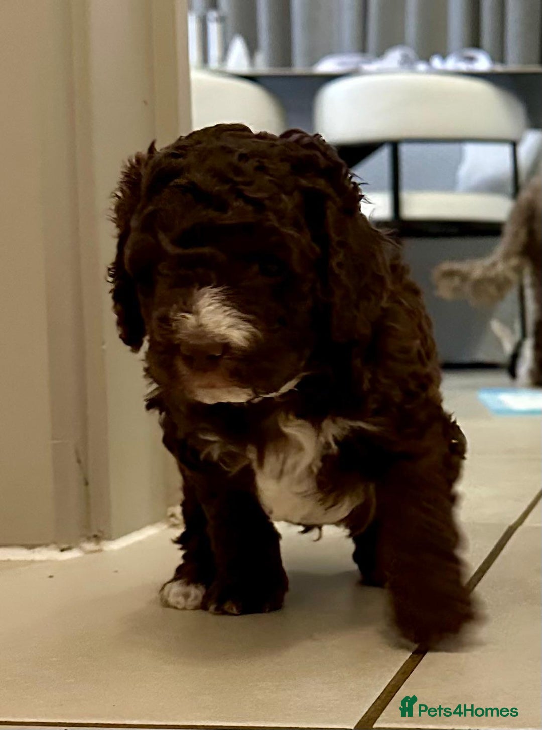 Australian Labradoodle dogs for sale: Australian Labradoodles Puppies - Advert 15