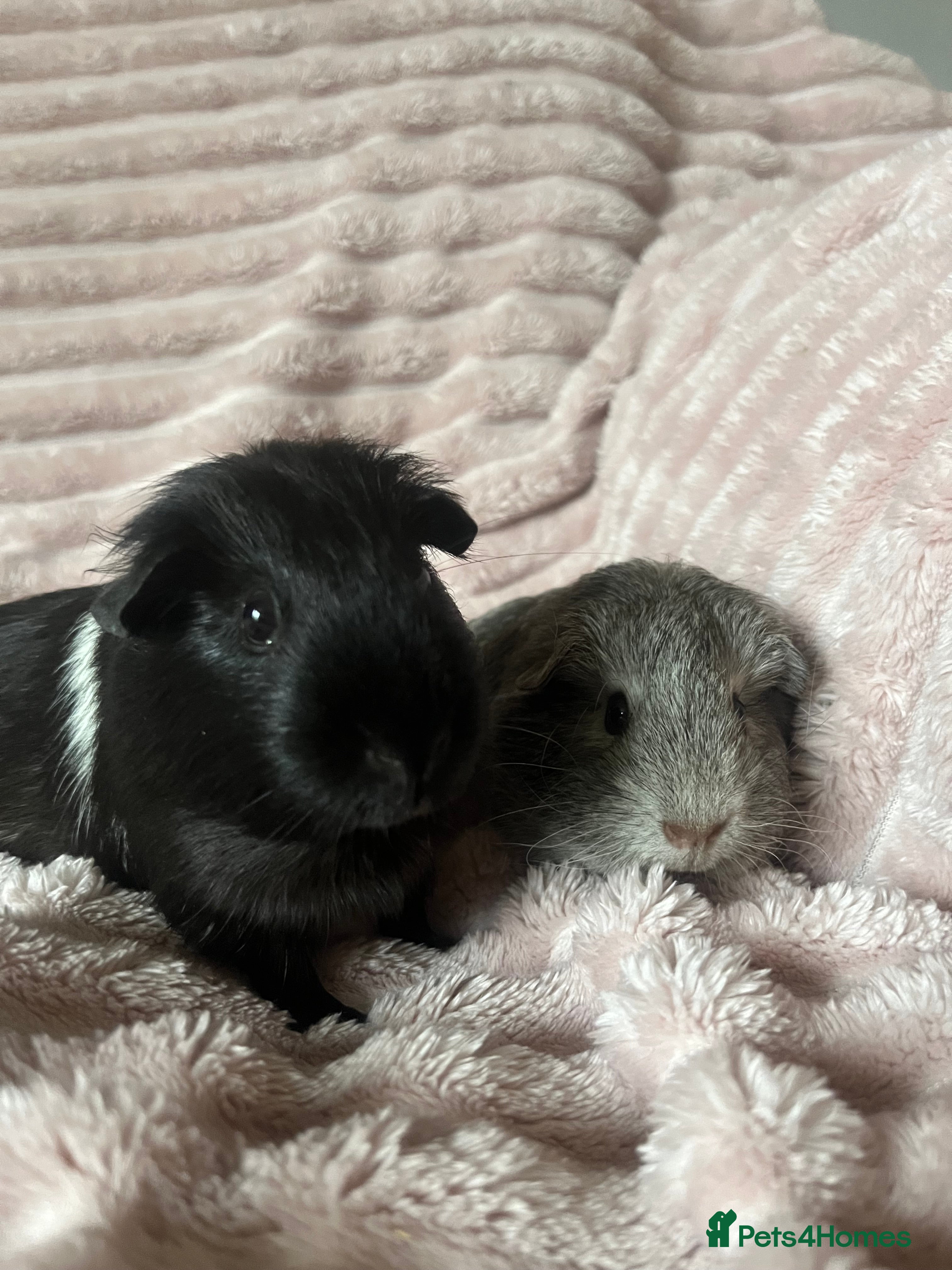 Guinea Pig rodents Mother and daughter guinea pigs in Southampton - Advert 1