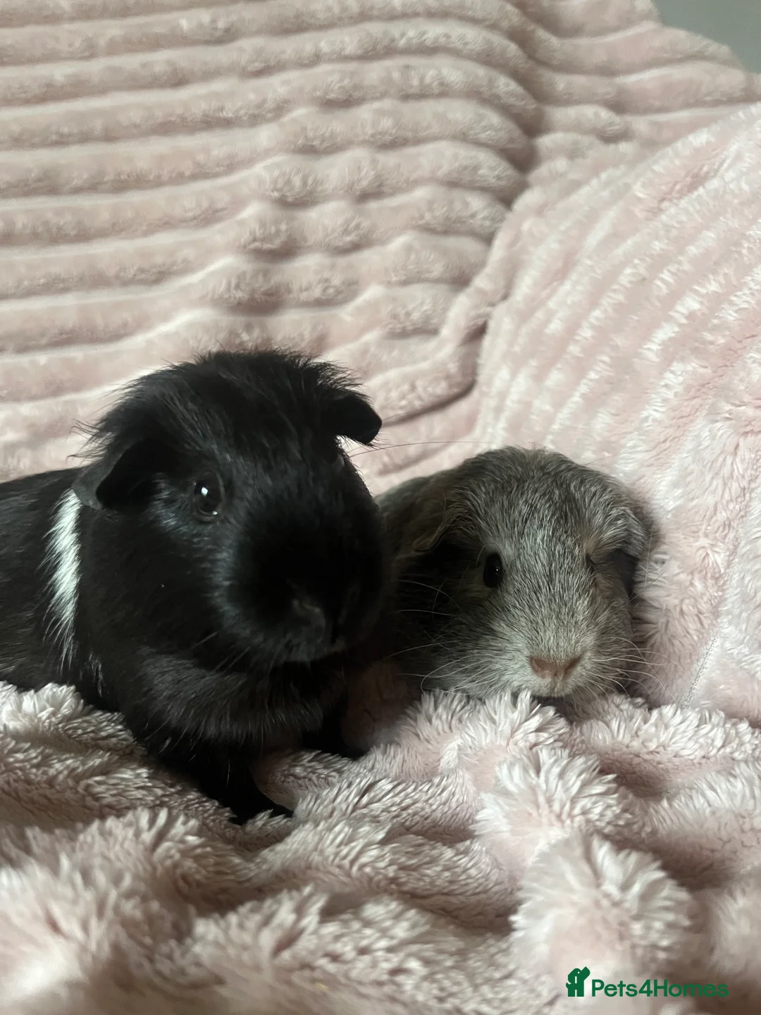 Guinea Pig rodents for sale: Mother and daughter guinea pigs in Southampton - Advert 1