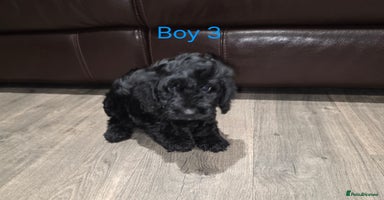 Cockapoo dogs *1 boy left* Adorable cockapoo pups ready to go 🐶 - Advert 7