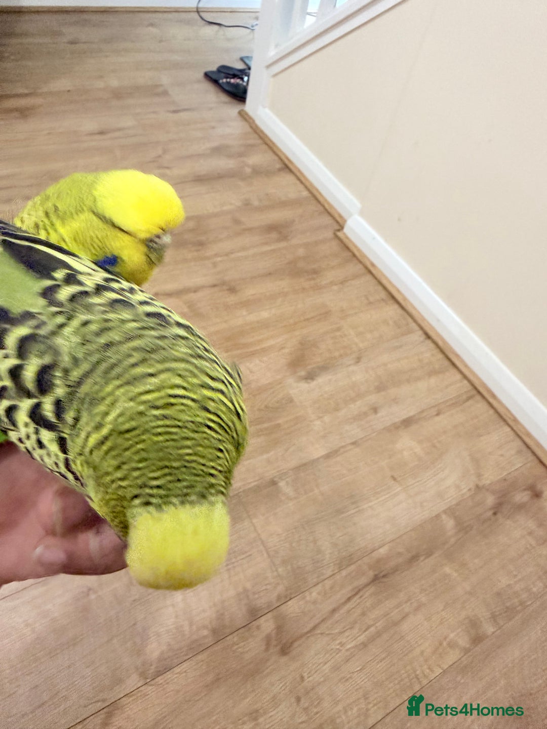 Budgerigars birds for sale: Budgies with cage - Advert 5