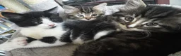 Mixed Breed cats for sale: Kittens available 2 males 2 females - Advert 3