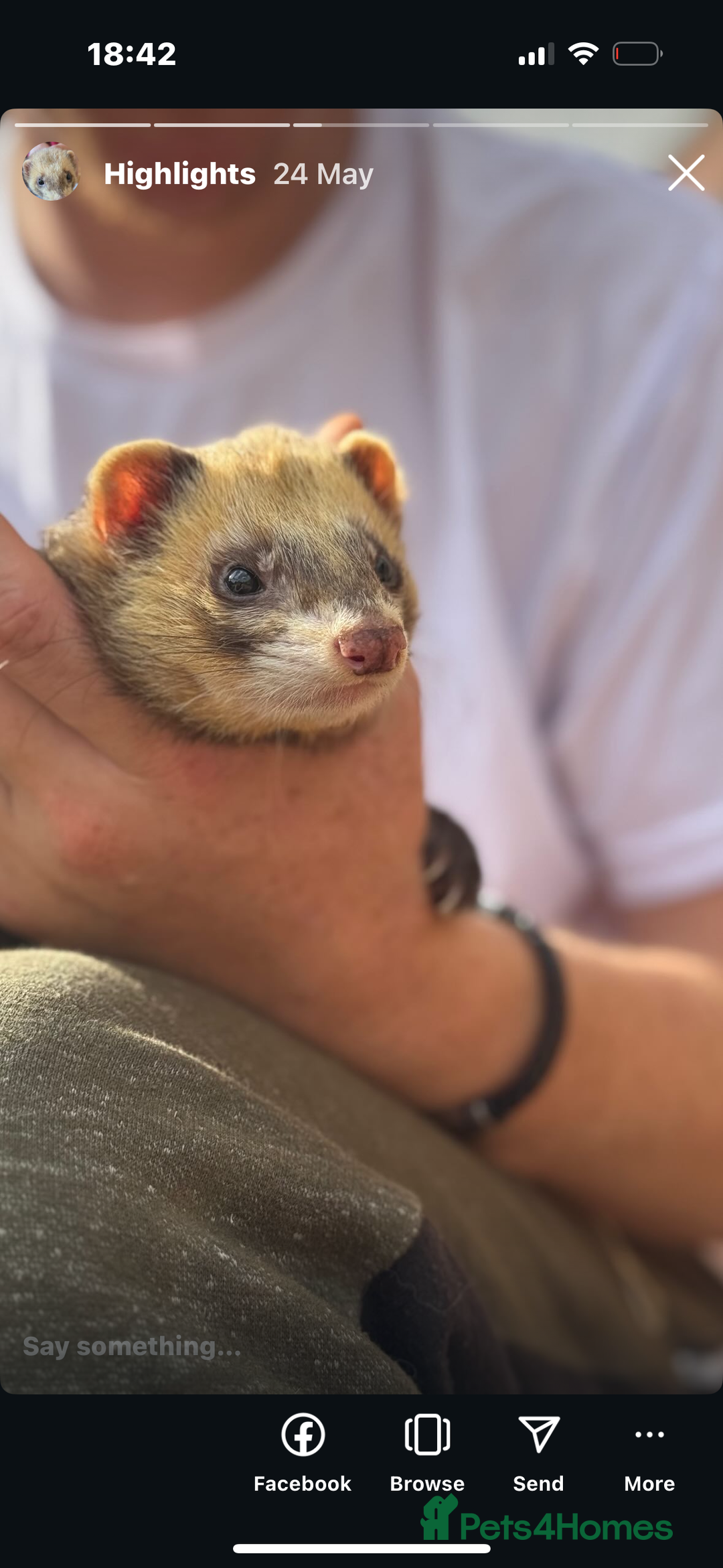 Ferret rodents for sale: Hob ferret - Image 2