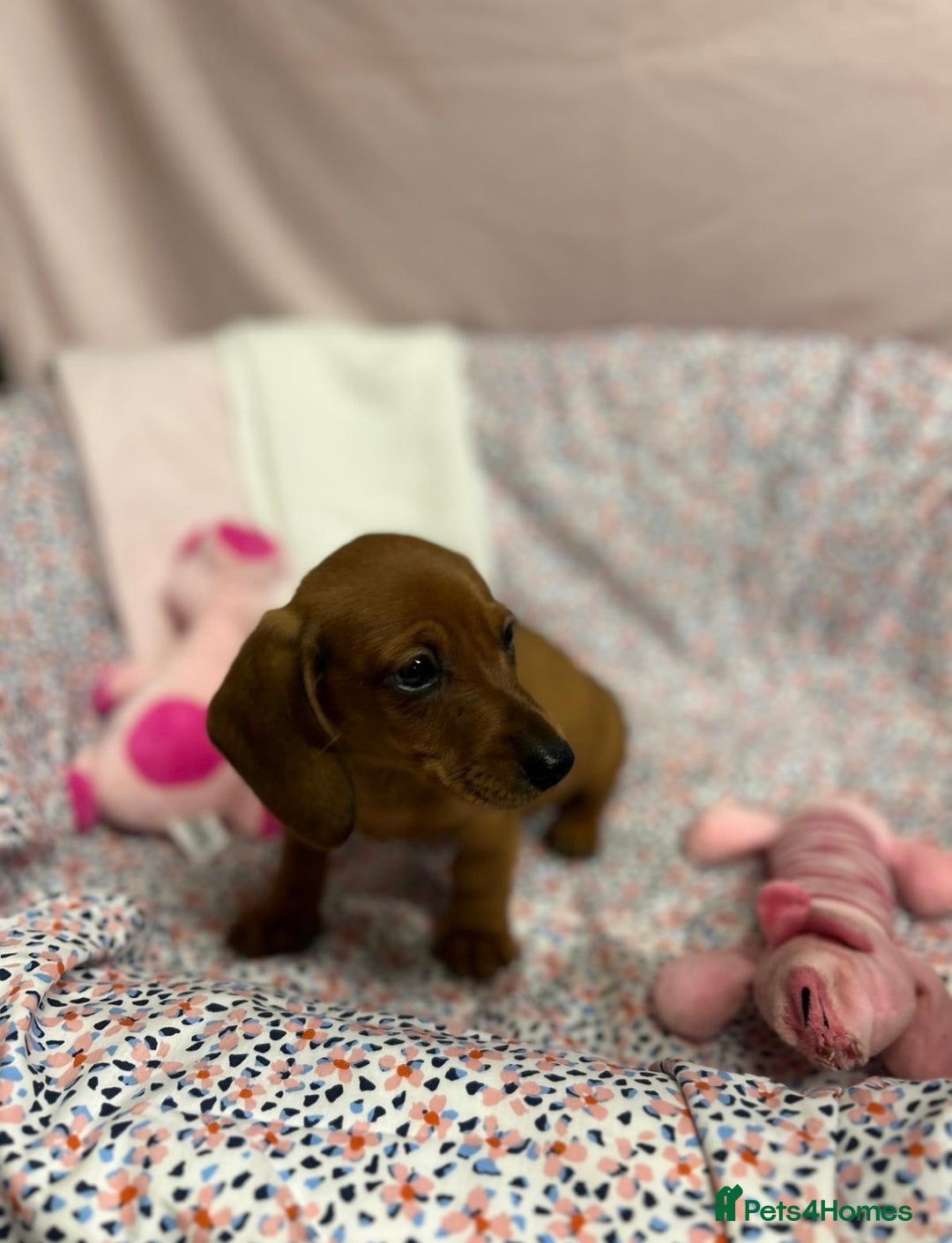 Dachshund dogs for sale: Gorgeous dachshund puppies  - Image 5