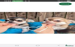 Chihuahua dogs for stud: Chihuahua for stud  - Image 5