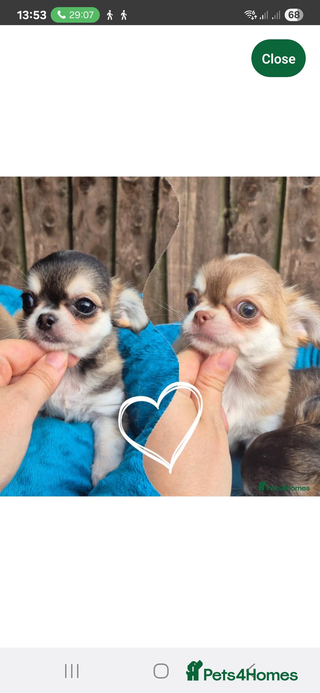 Chihuahua dogs for stud: Chihuahua for stud  - Image 5