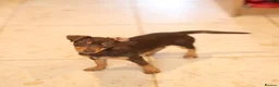 Jack Russell dogs for sale: Beautiful Jack Russell in Chocolate and Silver - Advert 12