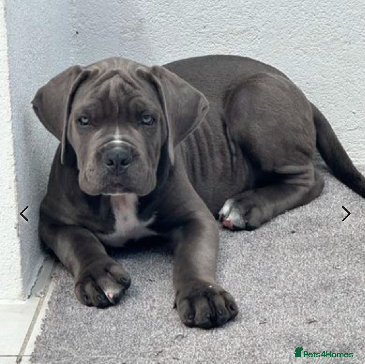 Cane Corso dogs  🏆 Elite Champion Bloodline Cane Corso puppies - Advert 3