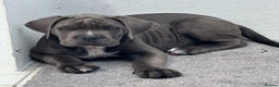 Cane Corso dogs for sale:  Elite Champion Bloodline Cane Corso puppies - Advert 4