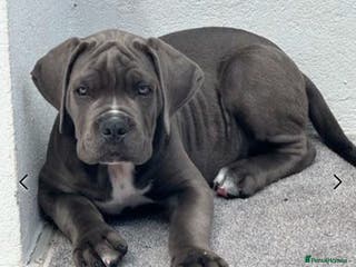 Cane Corso dogs 🏆 Elite Champion Bloodline Cane Corso puppies - Advert 14