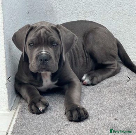 Cane Corso dogs 🏆 Pick of the litter female available! - Advert 3