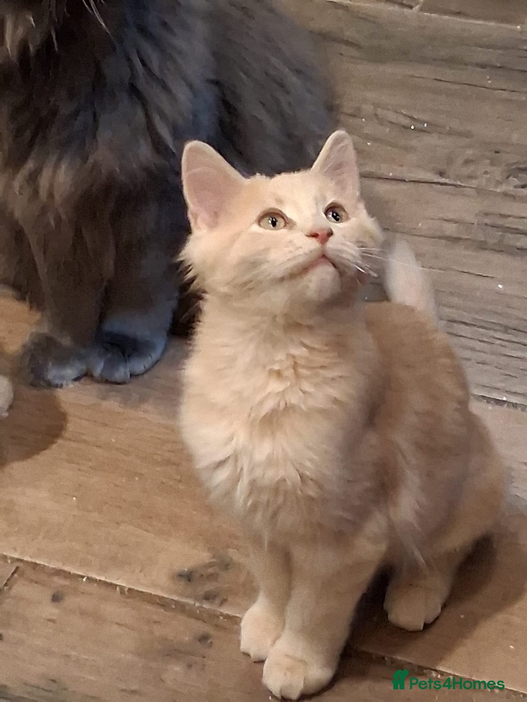 Maine Coon cats for sale: Maine coon - Advert 1