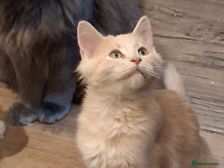 Maine Coon cats Maine coon - Advert 4