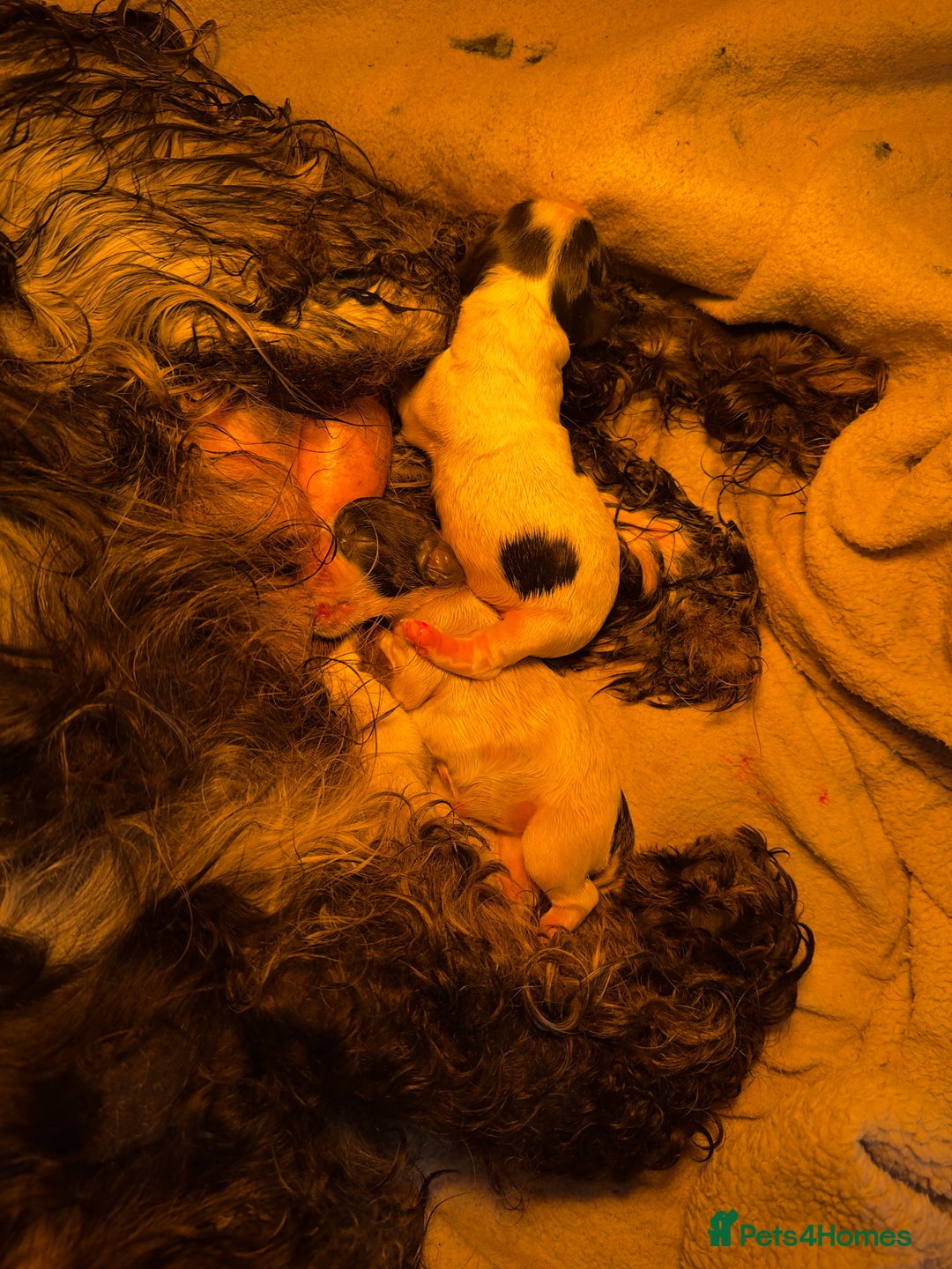 Cocker Spaniel dogs for sale: 2 blue roan cocker spaniel puppies &tri colour pup - Image 13