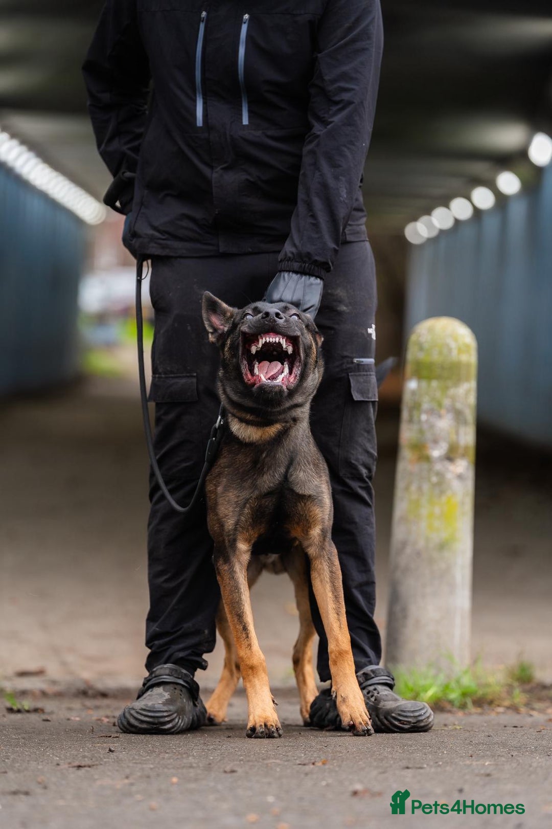 Belgian Shepherd Dog dogs for sale: Herder Bones 🦴 - Advert 9