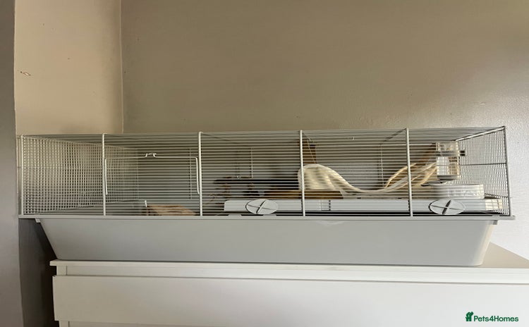 Hamster rodents - Advert 2