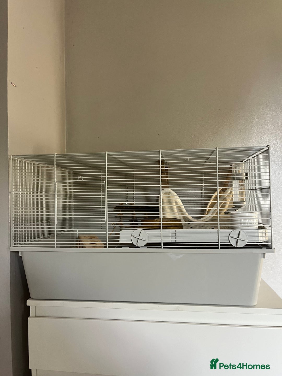 Hamster rodents for sale: Syrian Hamster & complete setup - Image 1
