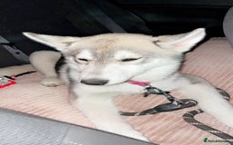 Utonagan dogs for sale: To husky up for sale one girl ,one boy  - Image 2