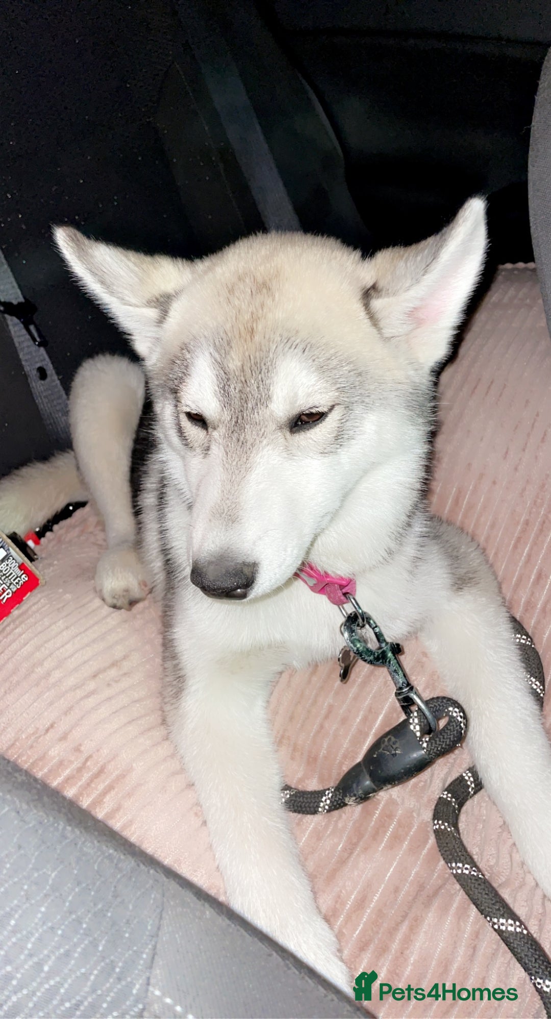 Utonagan dogs for sale: To husky up for sale one girl ,one boy  - Image 2